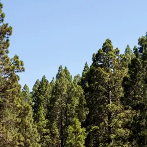 Floresta de reflorestamento